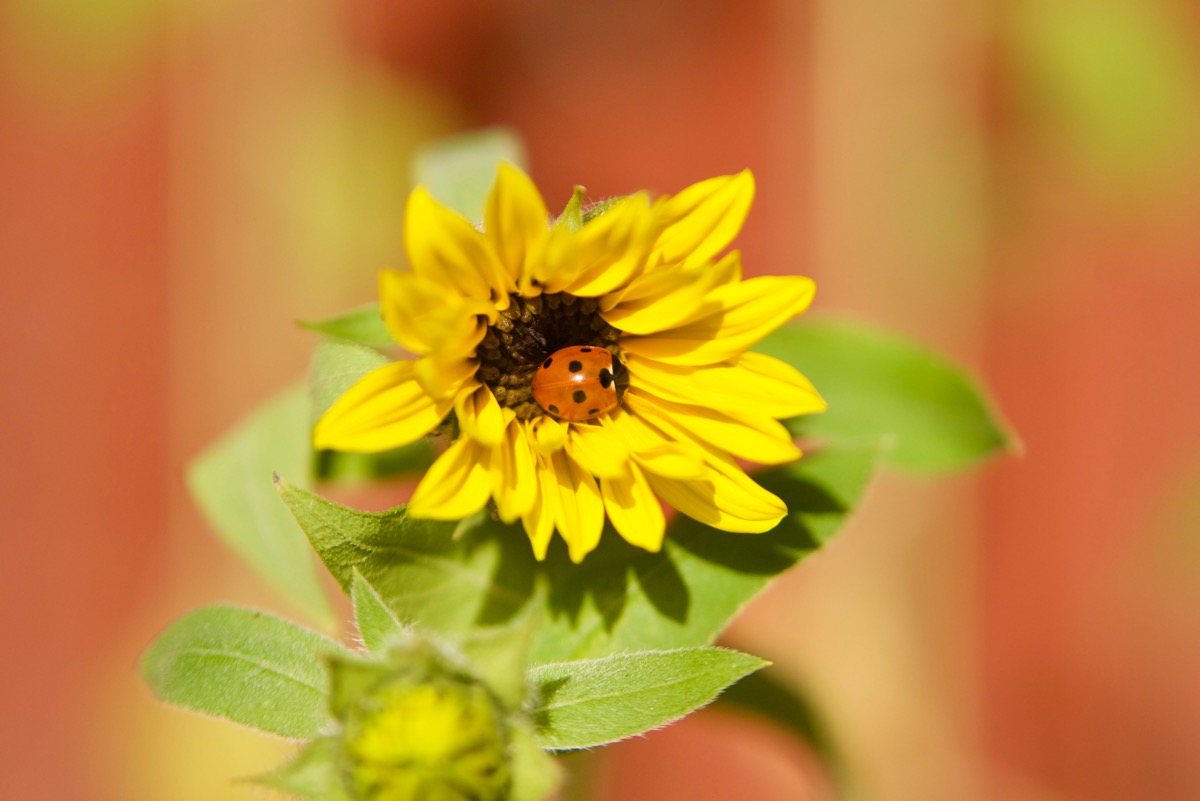 Ladybird on a young sunflower