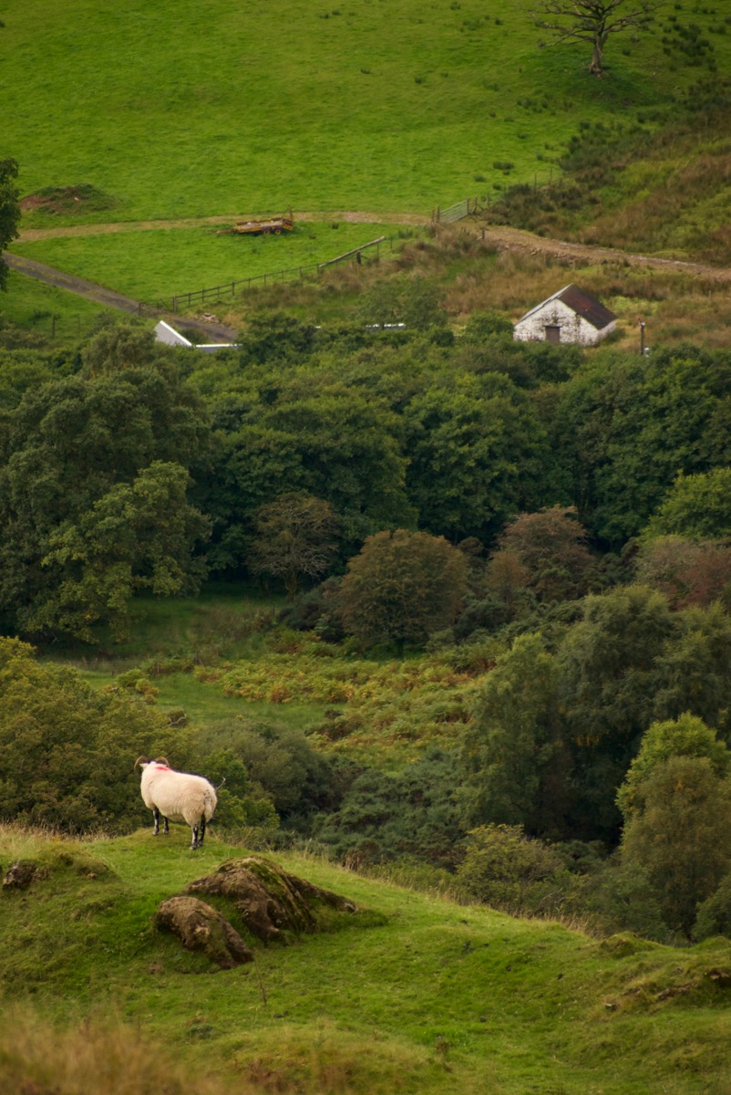 Sheep on a hill, with a barn in the background