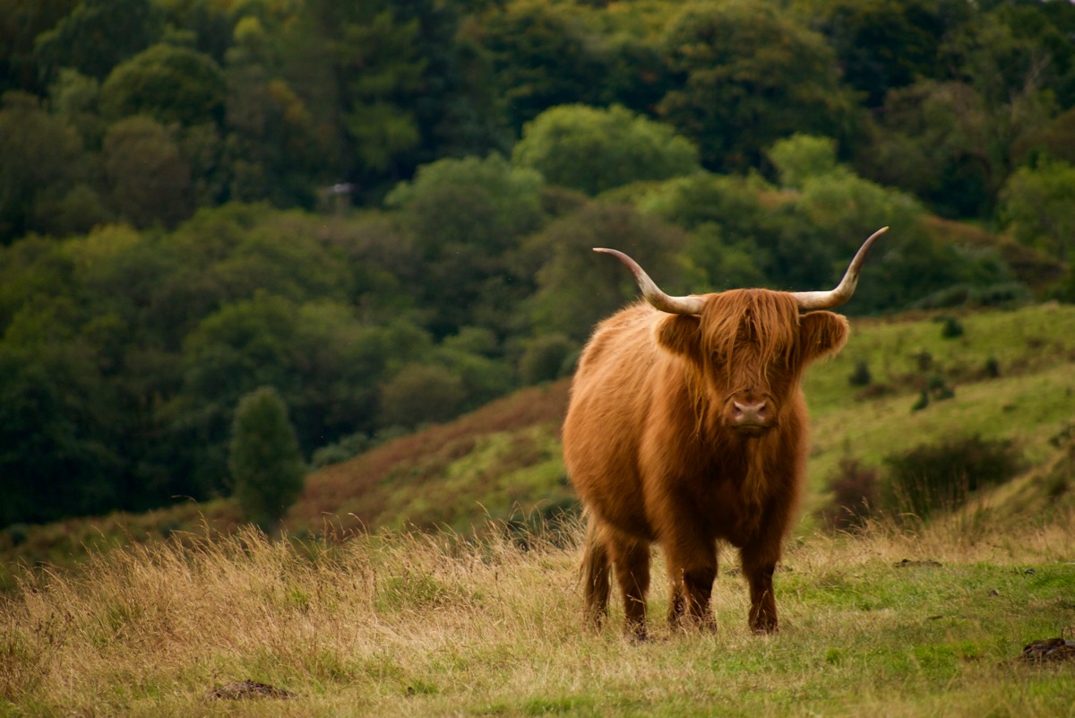 Classic portrait of a highland cow