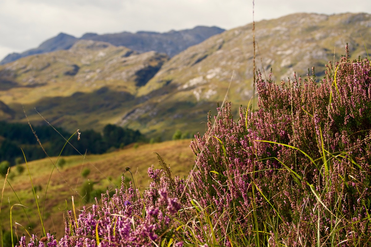 Highland heather, with mountains in the background