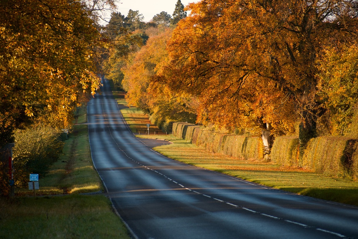 Autumnal view looking along a road with golden leaves all around