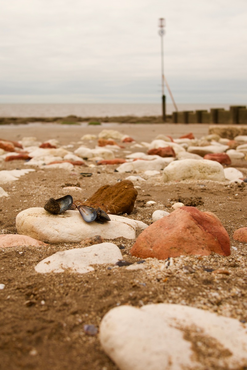 Shells on Hunstanton beach