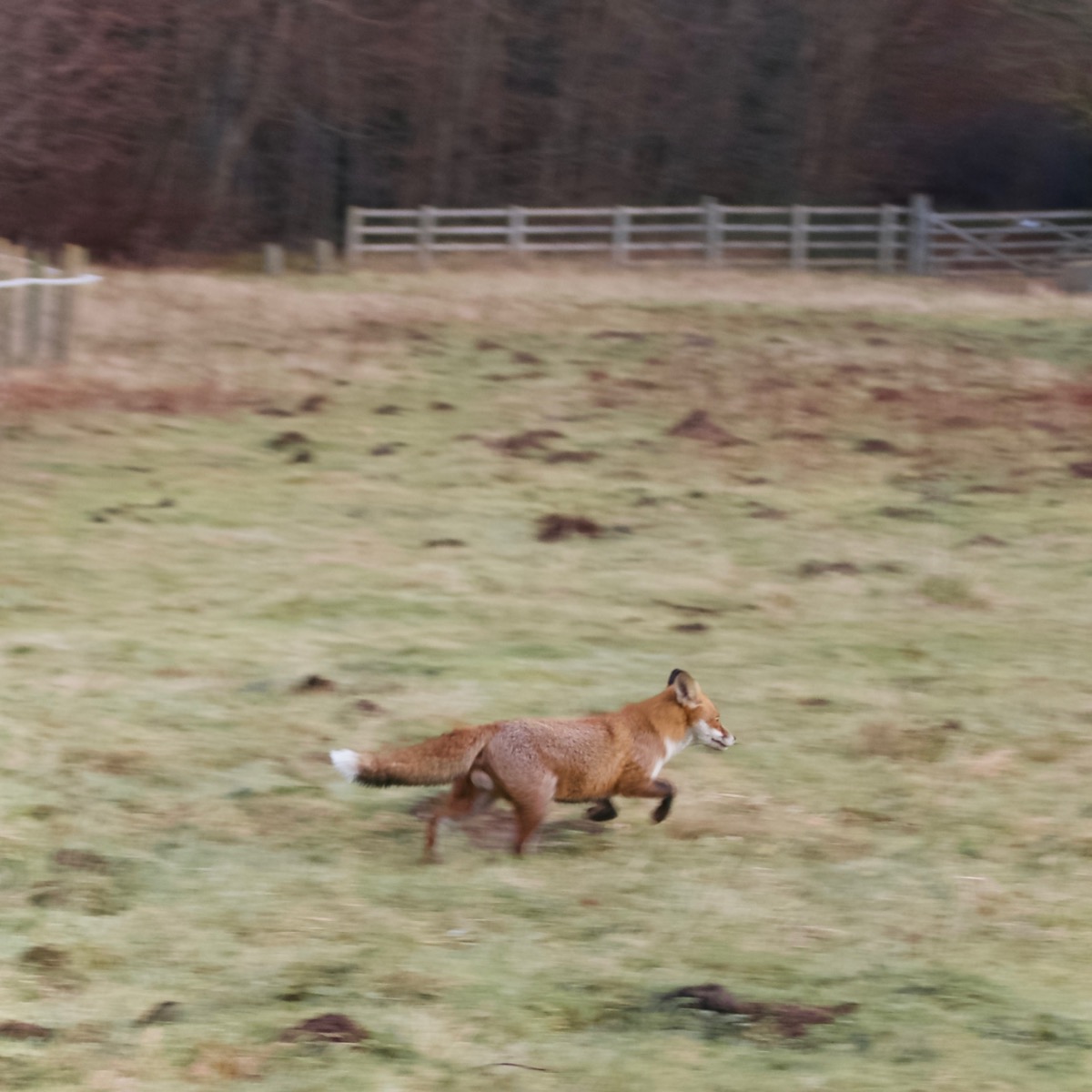 Fox running across a field, with motion blurred background