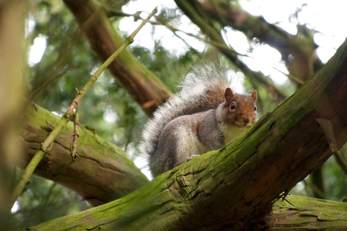 Squirrel looking down from a tree, saying 'Thank You for looking at my photos!'